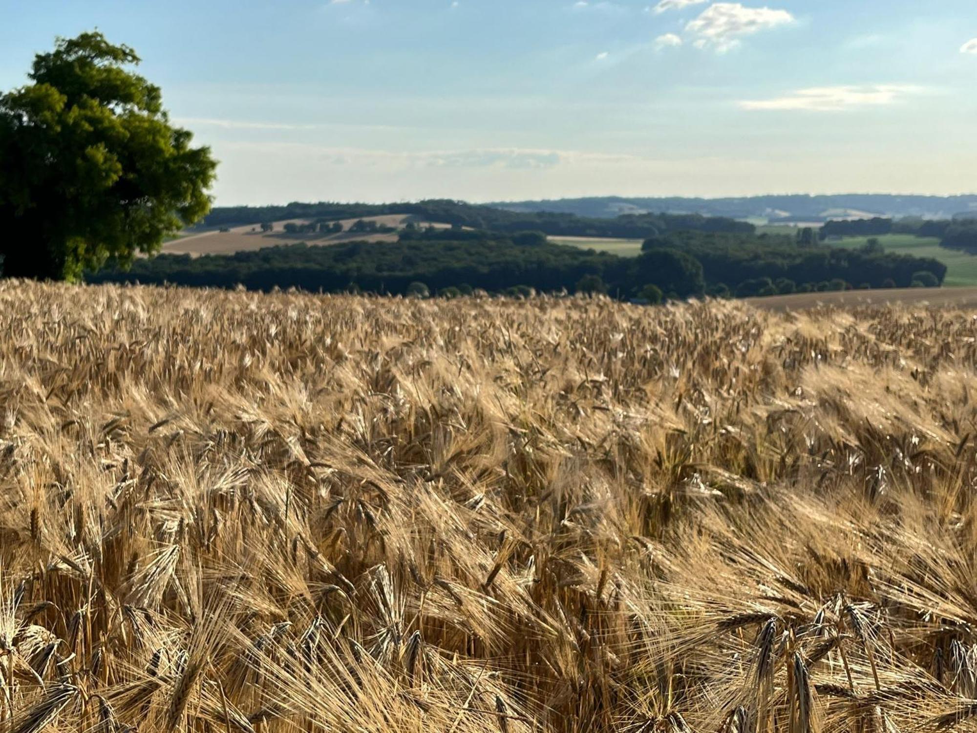 فيلا Langlade Estate Montboyer المظهر الخارجي الصورة
